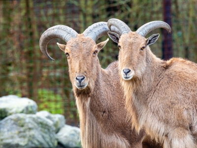 Manenschaap - De Zonnegloed - Dierenpark - Dieren opvangcentrum - Sanctuary